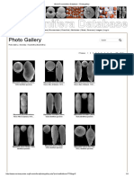 World Foraminifera Database - Photogallery3