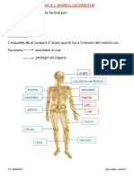 T4-ESQUELET-I-MUSCULATURA.pdf