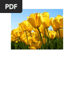 New Rich Text Document