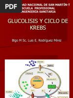 GLUCOLISIS Y CICLO DE KREBS.pptx