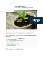 Diferencias Entre Plantas Monocotiledóneas y Dicotiledóneas