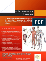 Introducción Anatomía Humana