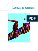 Contractia_musculara_Biomecanica_MG_2012-2013_prez_pp.pdf