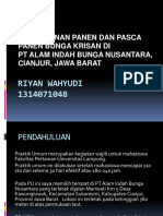 Penanganan Panen Dan Pasca Panen Bunga Krisan Di PT Alam Indah Bunga Nusantara, Cianjur, Jawa Barat