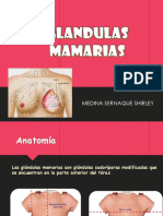 GLANDULAS MAMARIAS