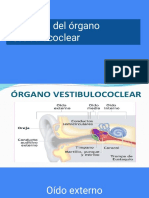 Anatomía