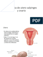 Anatomia de Utero