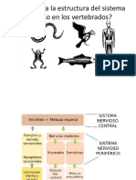 Cómo Varía La Estructura Del Sistema Nervioso Cor