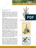 Albahaca PDF