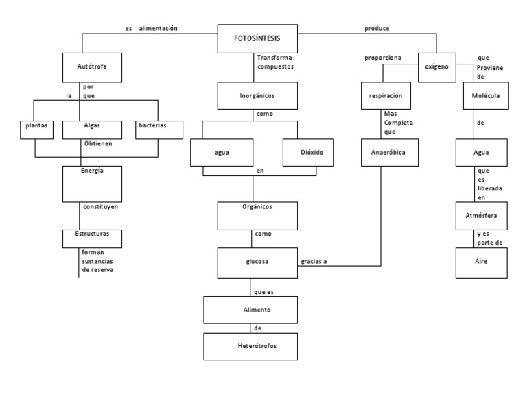 Mapa Conceptual. Importancia de La Fotosíntesis