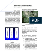 Ficha Tecnica de Cenicilla