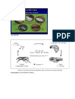 Trabajo de Los Ciclos de Vida