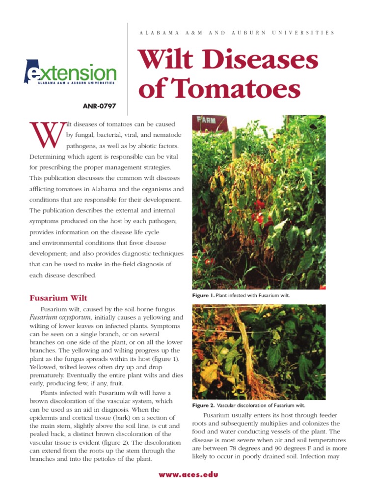 Wilt Diseases of Tomatoes | PDF | Tomato | Organisms