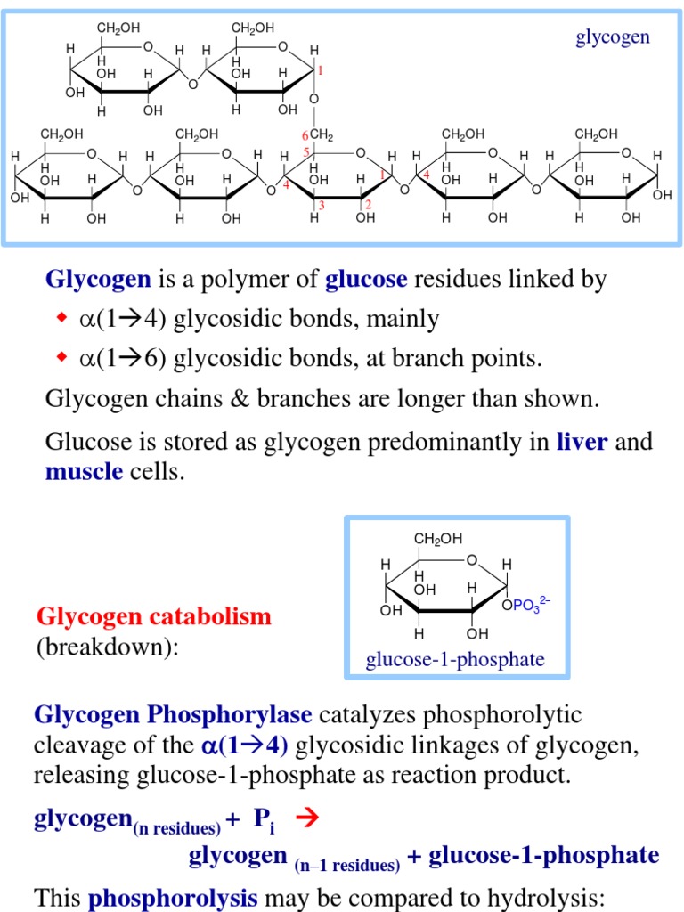 9 Glycogen PDF Glycogen Kinase