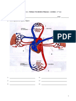 Sistema Circulatório Humano - Revisões