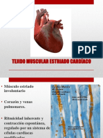 Tejido Muscular Cardíaco y Liso