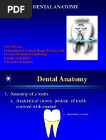 Dental Anatomy 1