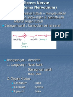 Sistema Nervosum Tipe 2