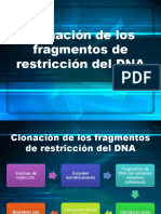 Clonación de los fragmentos de restricción del DNA