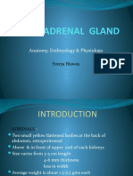 The Adrenal Gland: Anatomy, Embryology & Physiology