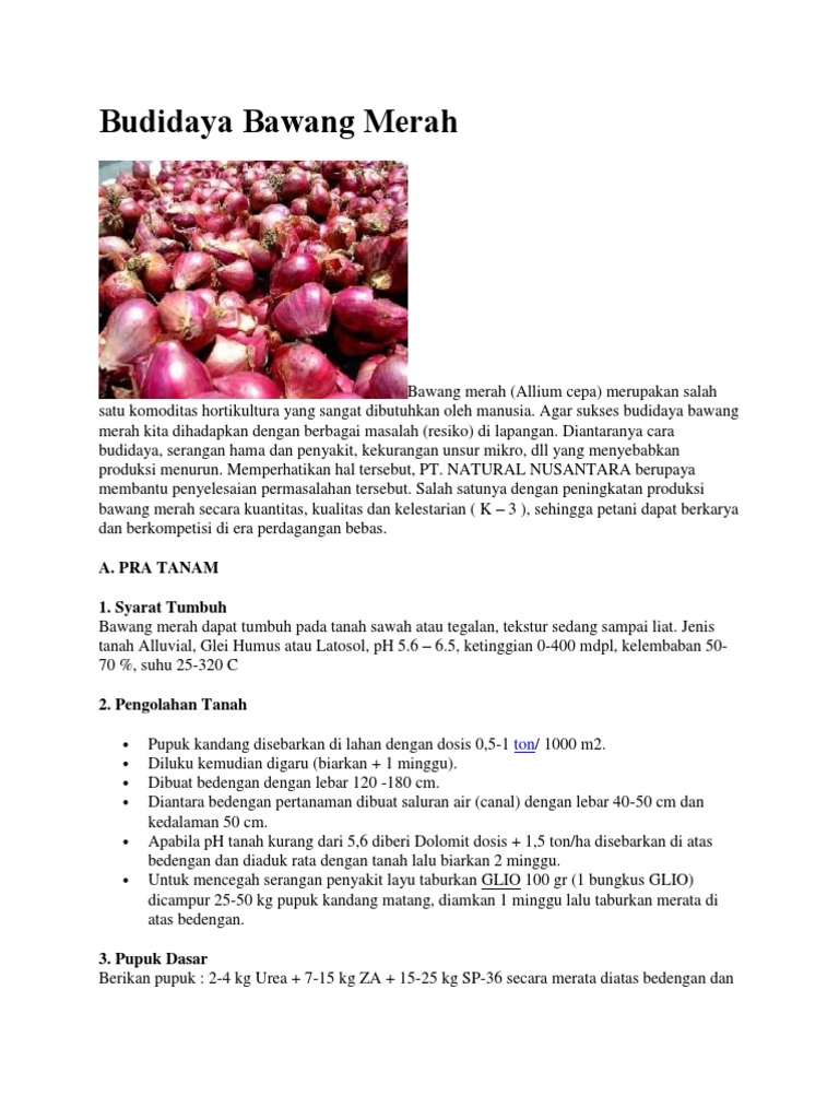 Budidaya Bawang Merah  PDF