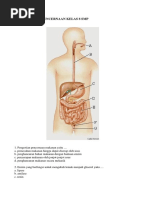 Soal Sistem Pencernaan Kelas 8 SMP