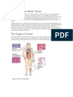 What Is Human Body Tissue PDF