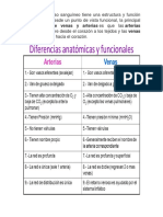 Anatomia Del Corazon