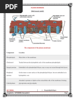 Plasma Membrane