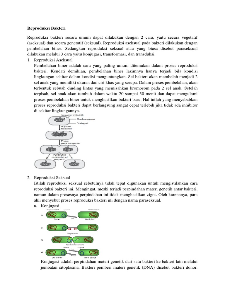 Contoh soal essay biologi tentang bakteri 07 image