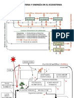 Flujo de Materia Ecosistema