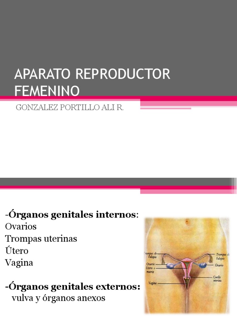 Aparato Reproductor Femenino Uterus Vagina