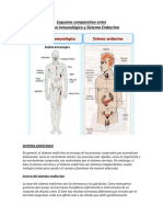 Esquema Comparativo 