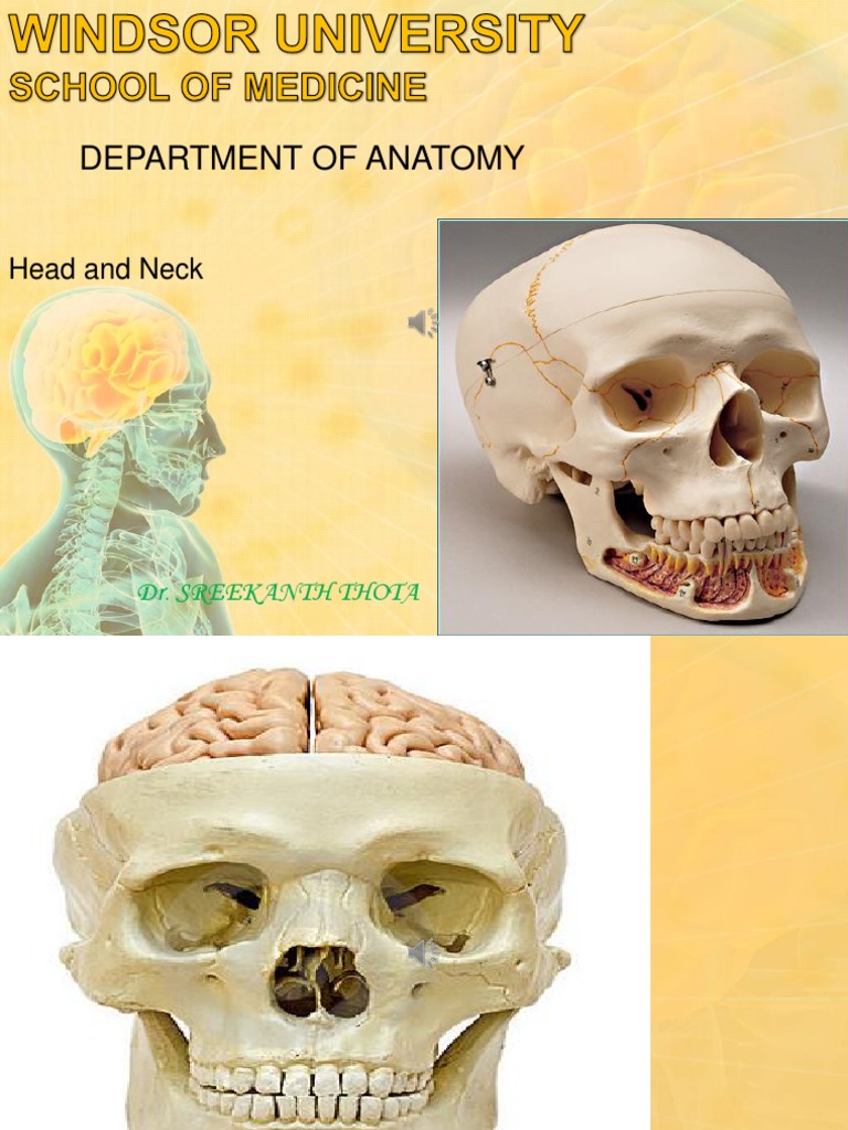skull-ppt-skull-human-head-and-neck