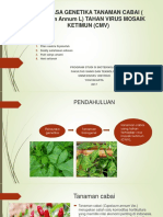 Rekayasa Genetika Tanaman Cabai (Capsicum Annum L