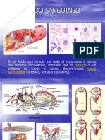 16-Tejido Sanguineo 2013 PDF