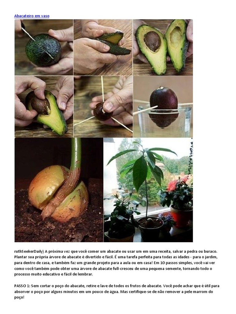 Como plantar um abacateiro em vaso | PDF | Raiz | Árvores
