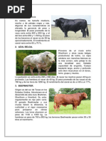 10 Razas de Toros Más Increíbles Del Mundo | PDF | Vacas | Carne
