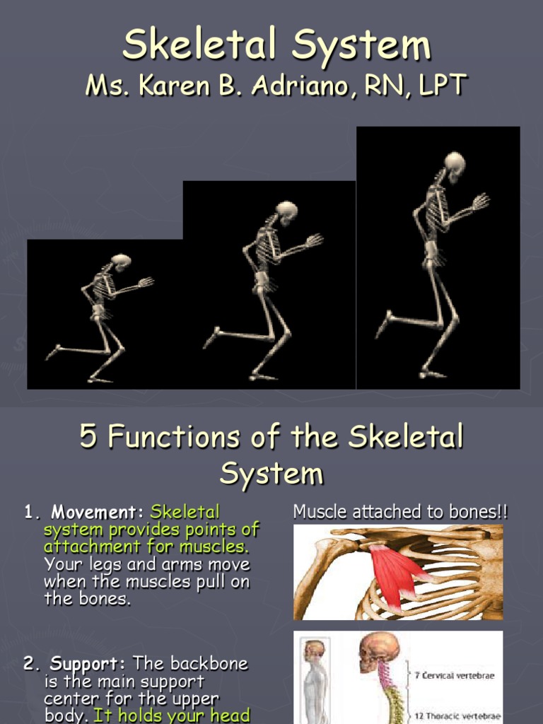 Functions of the Skeletal System | PDF | Skeleton | Bone