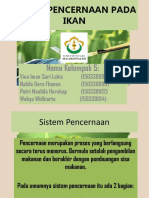 Sistem Pencernaan Pada Ikan