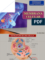 4- ESTRUCTURA MEMBRANA CELULAR - B2b2015(1).pptx
