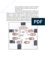 La Formación de Endosporas