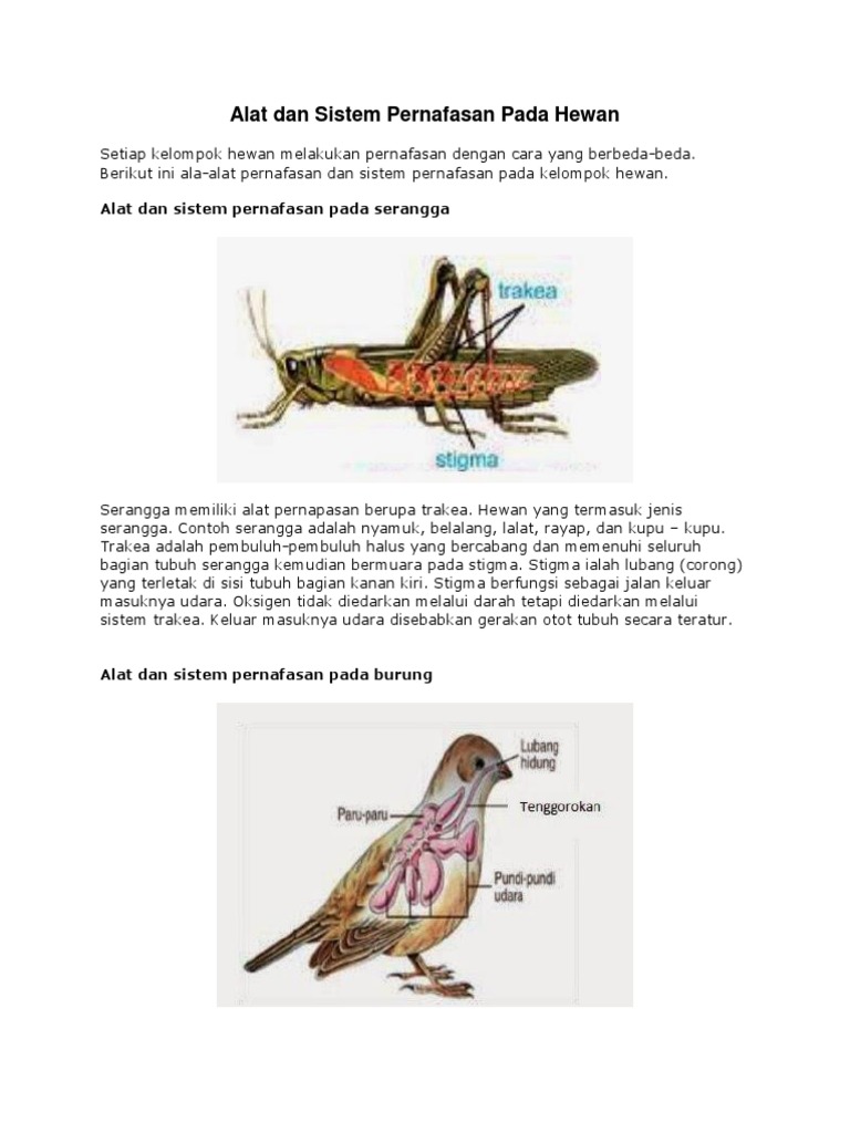 6500 Gambar Organ Pernapasan Pada Hewan Amfibi HD Terbaru