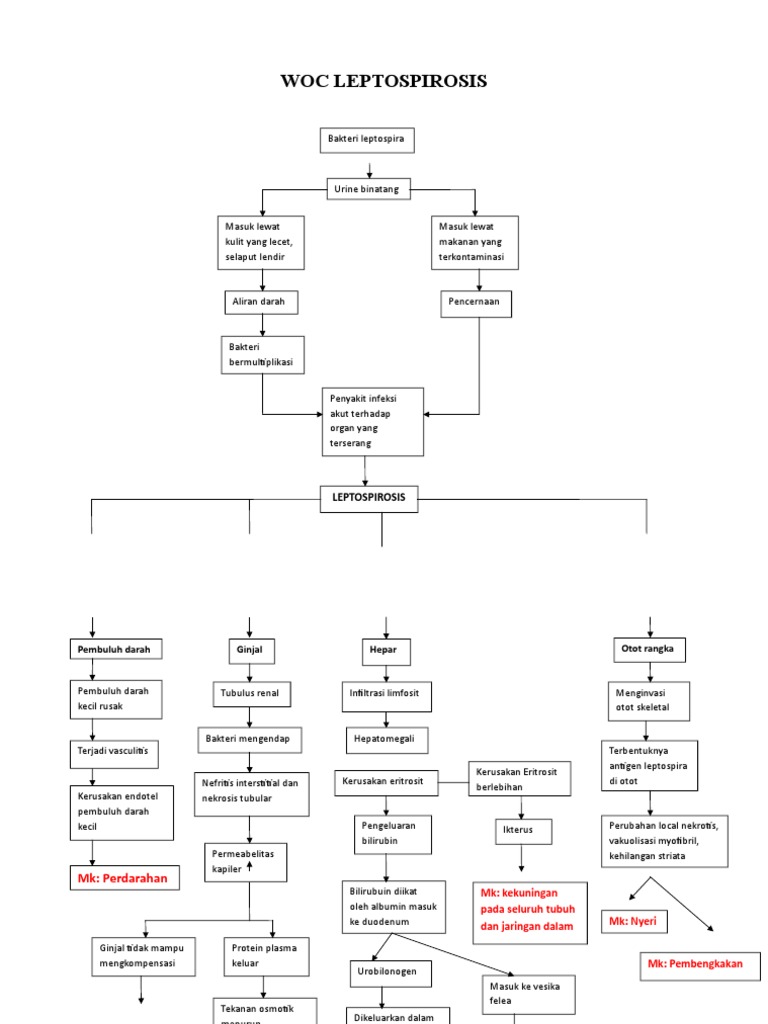 Patofisiologi Leptospirosis dan Gejalanya | PDF