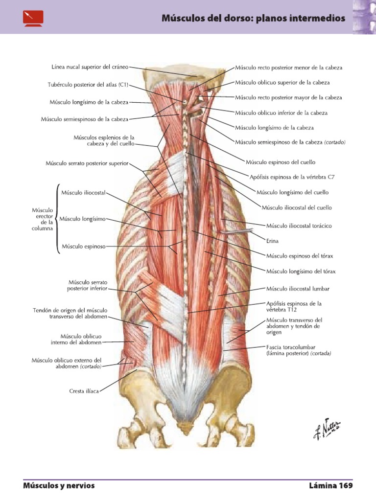 Músculos paravertebrales
