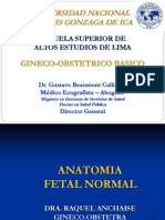 Anatomia Fetal
