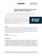 Thorax Morphology of Selected Species of the Genus Cacopsylla Hemiptera