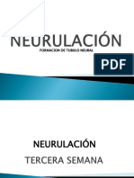 Formacion Del Tubo Neural