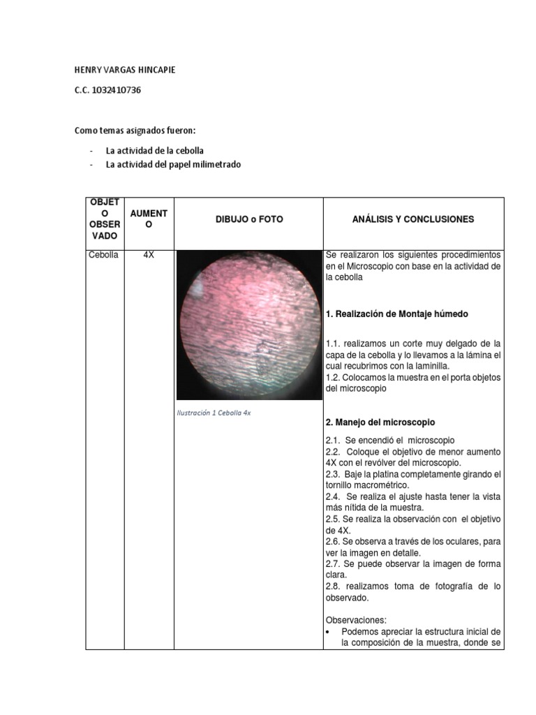 Actividad Cebolla y Papel Milimetrado | PDF | Microscopio | Color