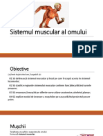Sistemul Muscular Al Omului